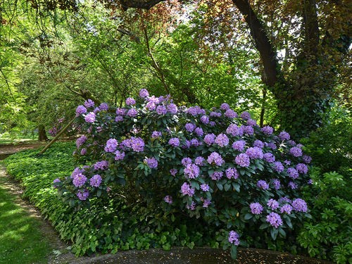 QUE PLANTER A L'OMBRE SÈCHE ?