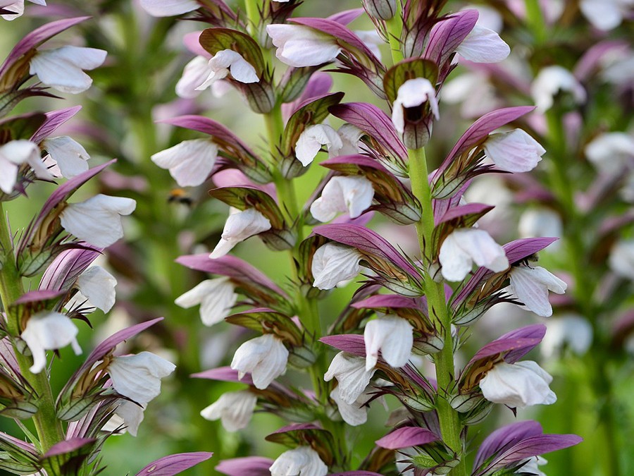 Les plantes vivaces pour ombre sèche.jpg