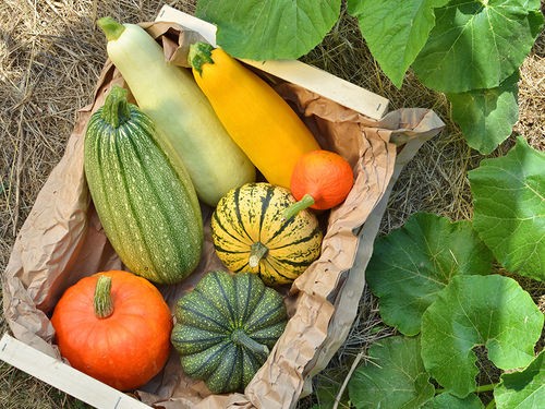 RÉUSSIR LA CULTURE DES COURGES AU POTAGER 