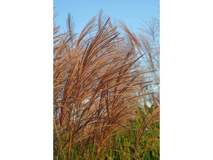 Miscanthus.jpg