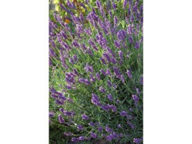 fleurir le talus.jpg