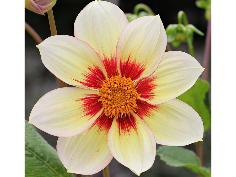 Les plus belles fleurs de jardin pour un bouquet d'été