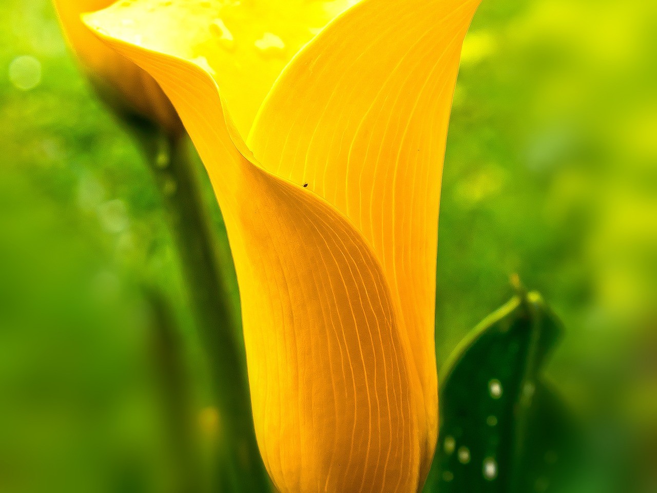 Arums Calla.jpg