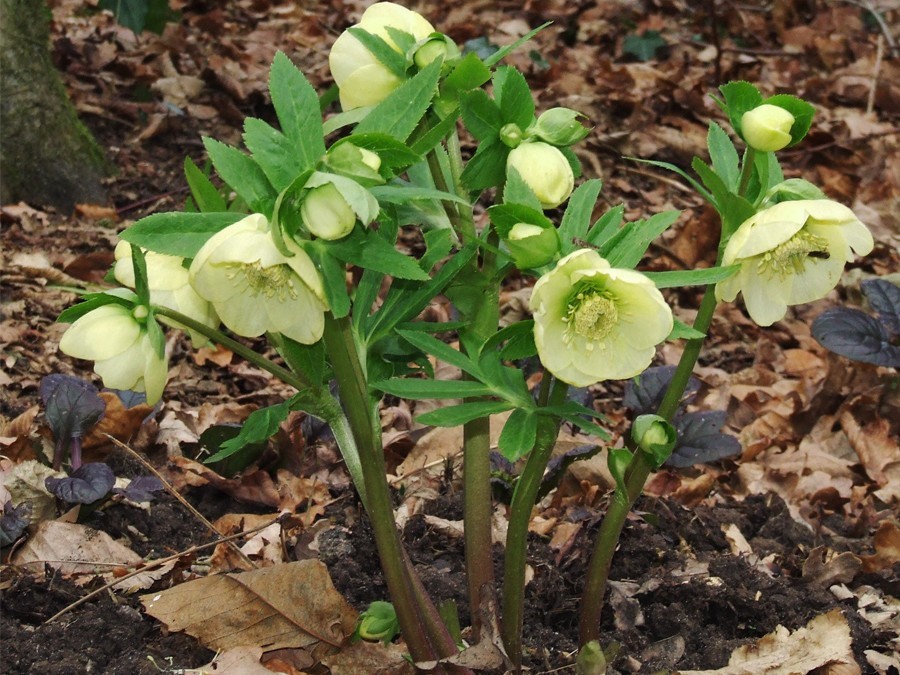 Plantes d'intérieur qui fleurissent l'hiver