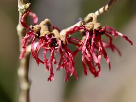 Hamamelis,.jpg
