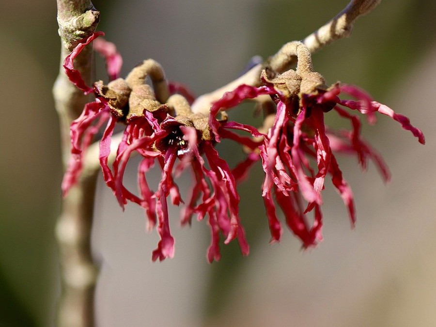 Hamamelis,.jpg