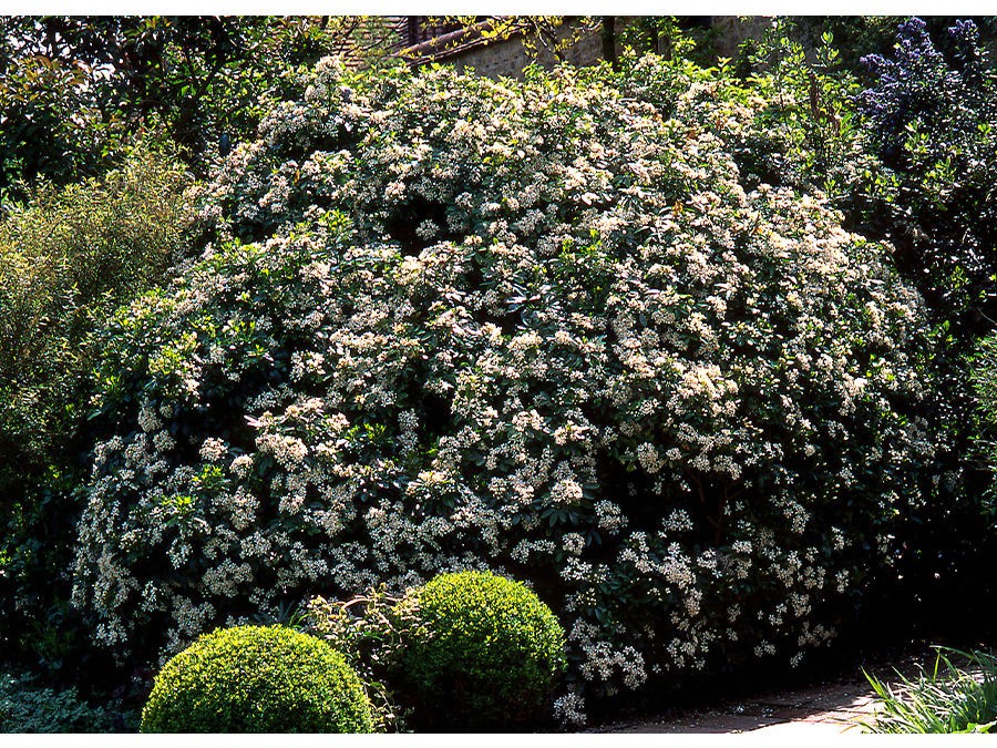 QUE PLANTER A L'OMBRE SÈCHE ?