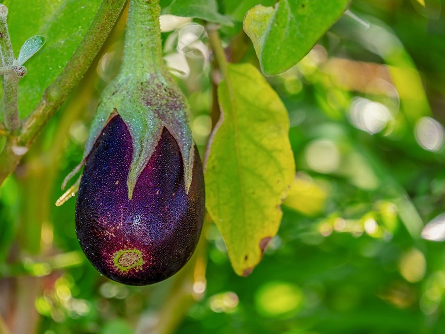 aubergines.jpg