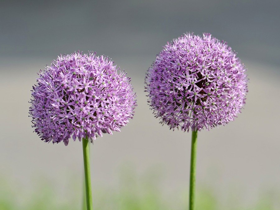 Allium.jpg