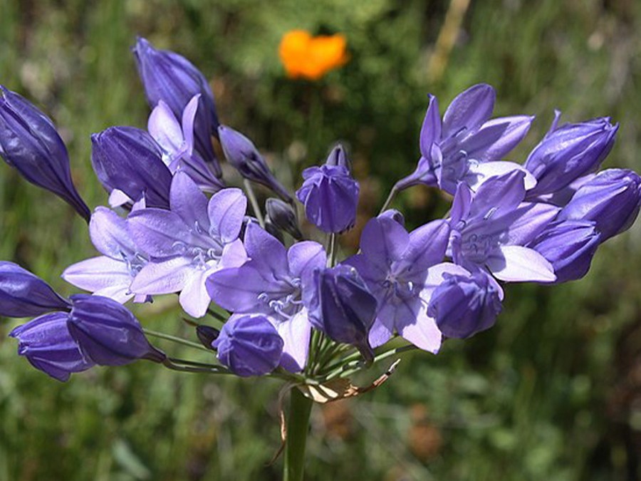 Brodiaea.jpg