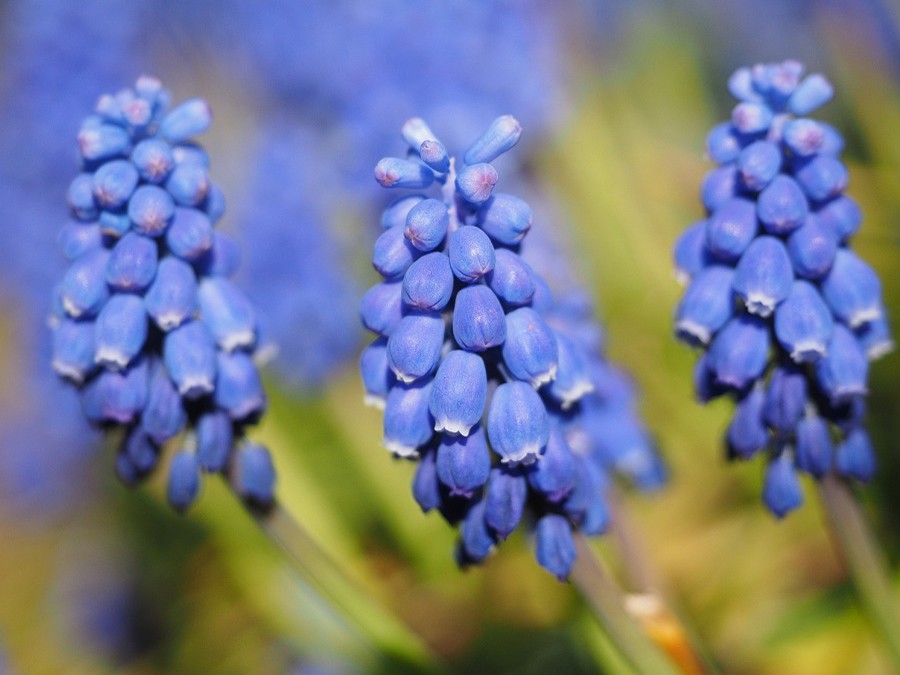 muscari.jpg