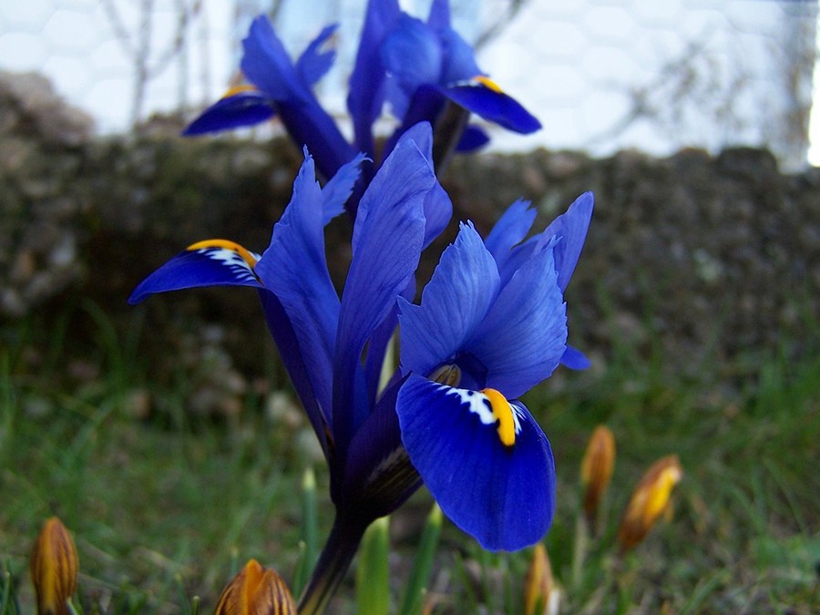 Iris reticulata.jpg