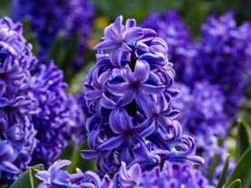 jacinthe de bretagne.jpg