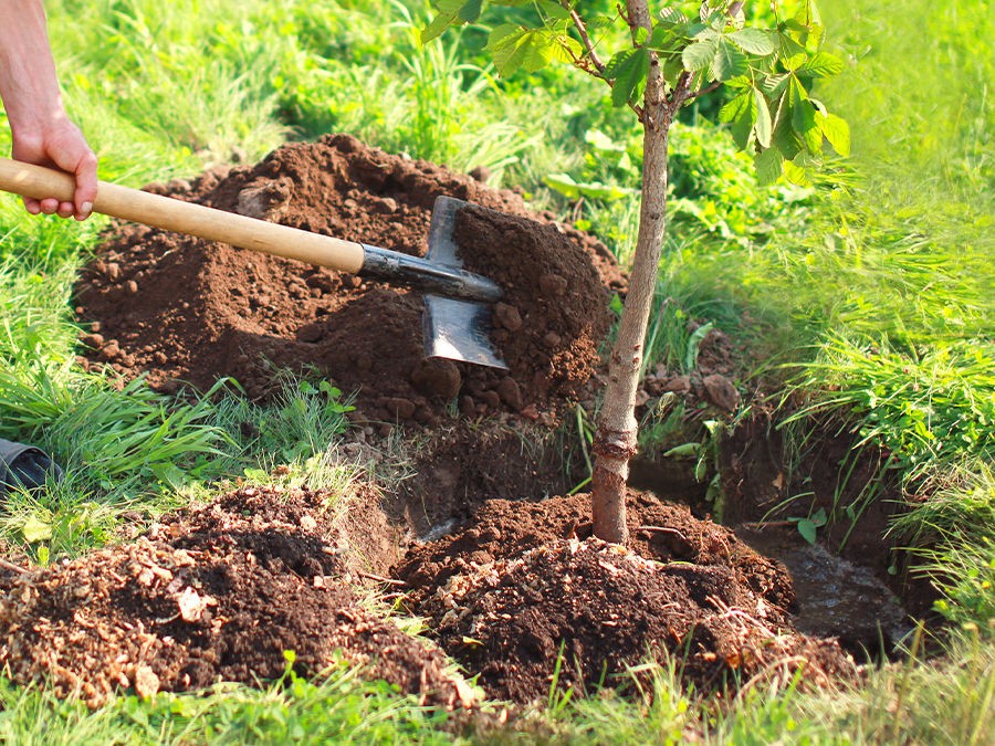 Verger : réussir la plantation d'un arbre fruitier
