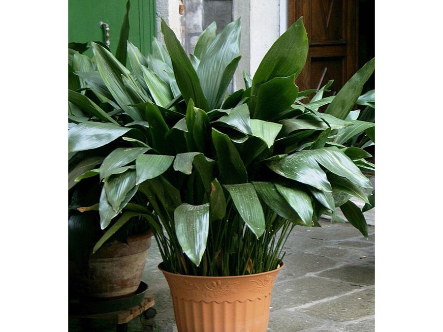 aspidistra.jpg