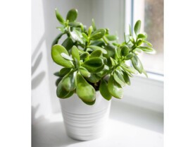 crassula.jpg