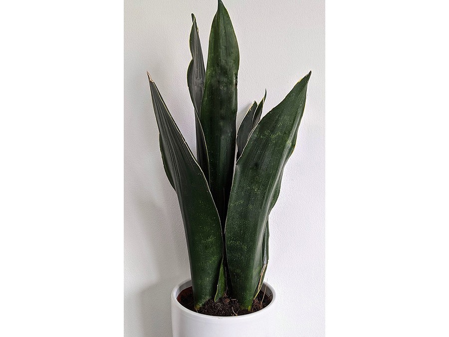 Sansevieria_(51334793198).jpg