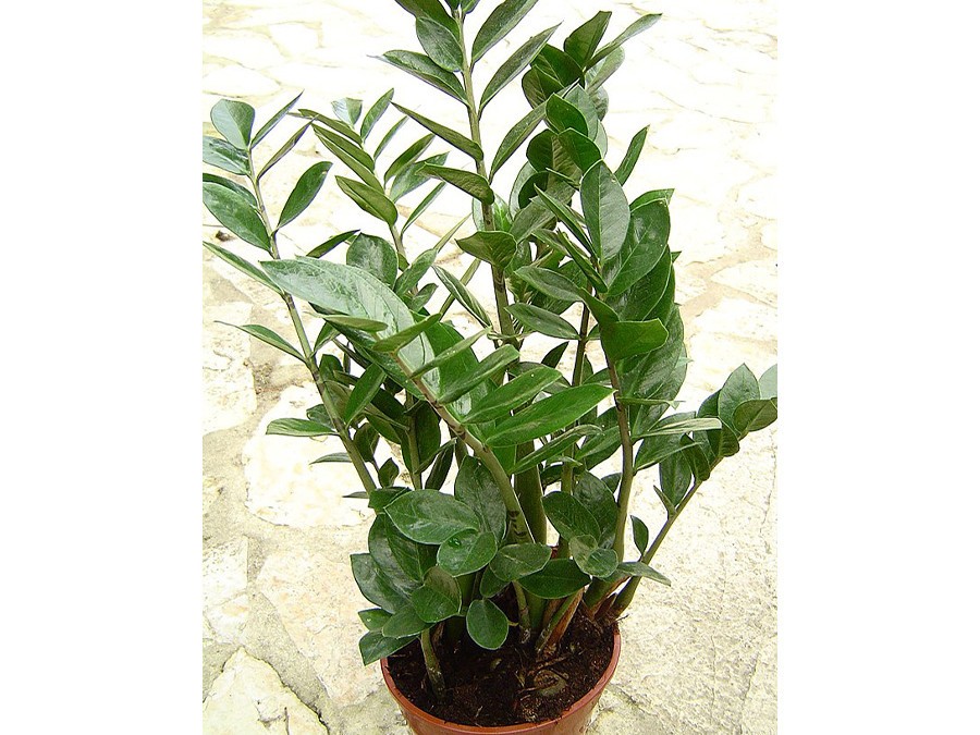 Zamioculcas_zamiifolia_1.jpg