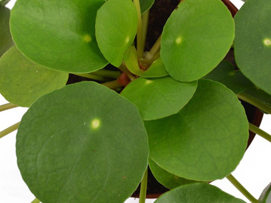 Pilea-peperomioides.jpg