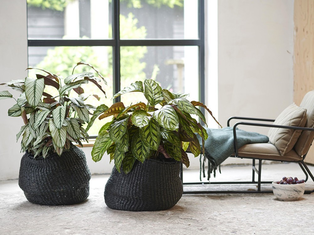 choisir-plantes-interieur.jpg