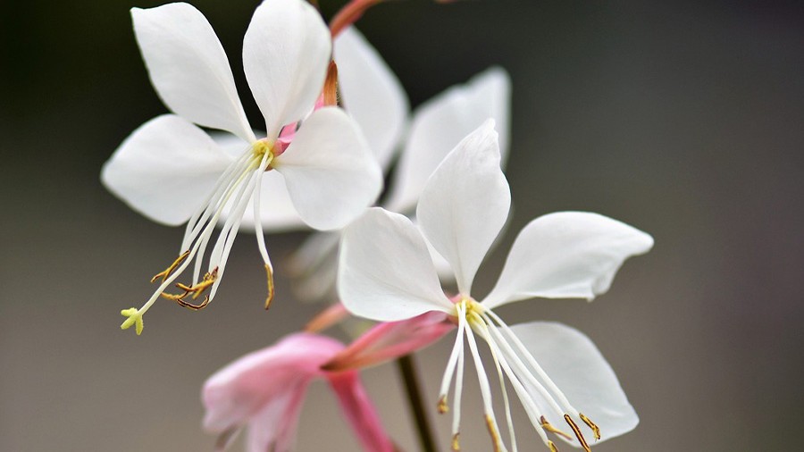 Gaura.jpg