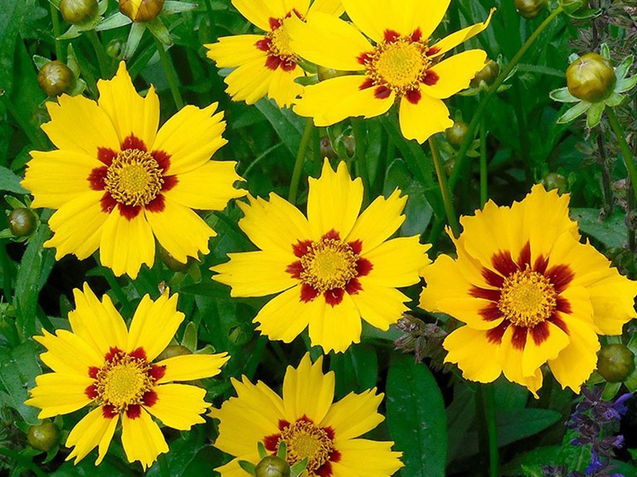 Coreopsis.jpg