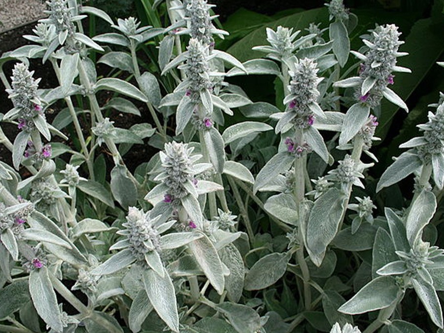 Stachys byzantina.jpg