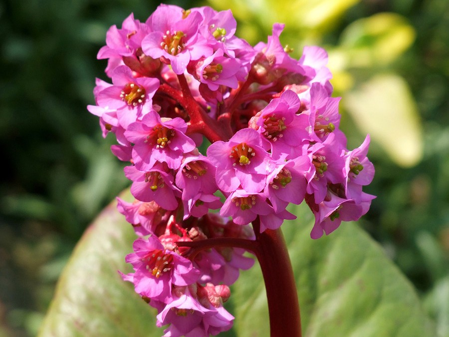 Bergenia.jpg