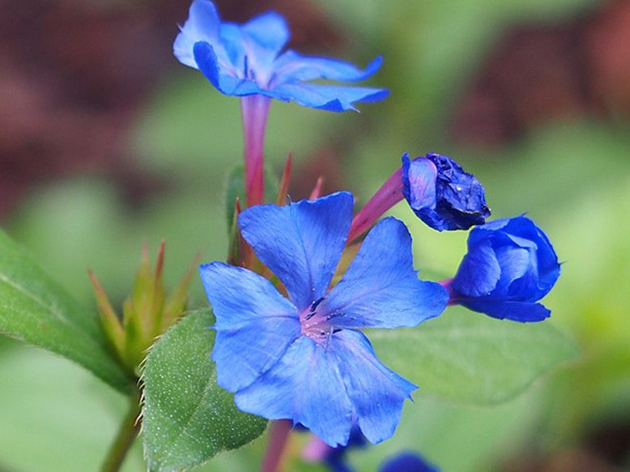 Ceratostigma plumbaginoides.jpg