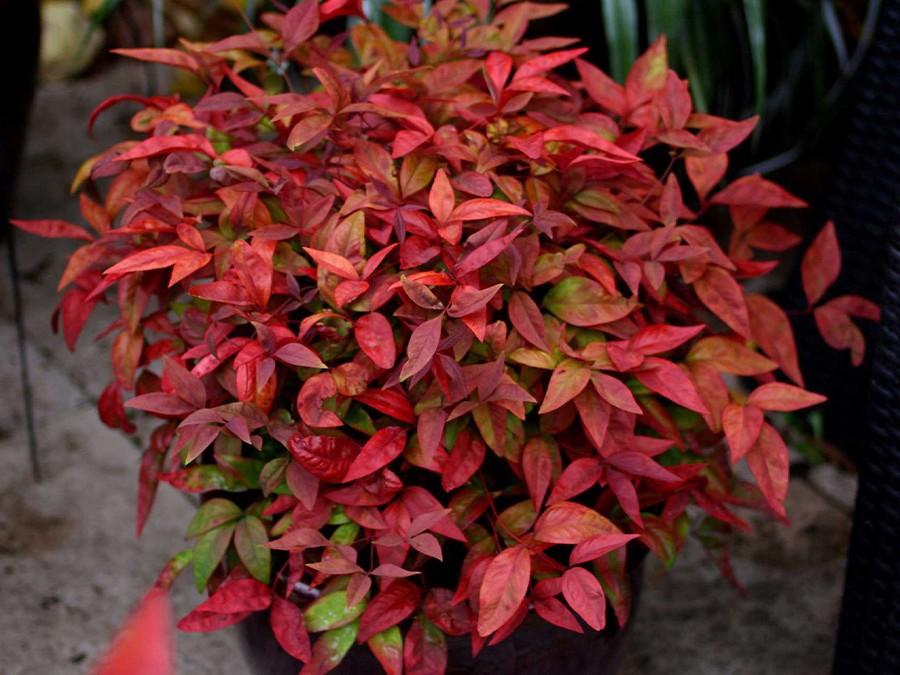 nandina.jpg