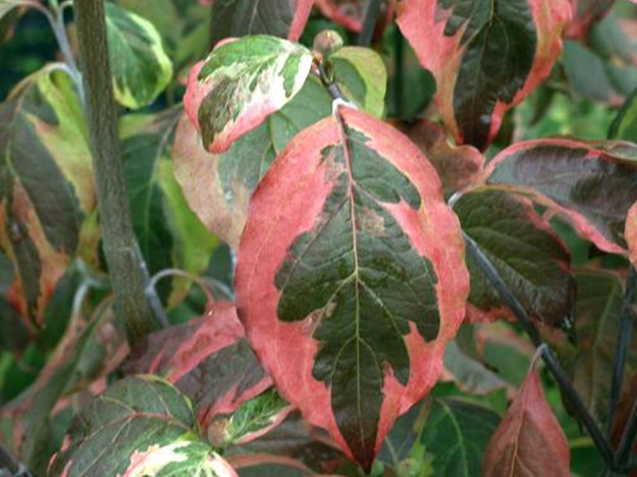 cornus florida.jpg