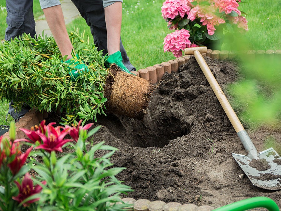 QUAND PLANTER