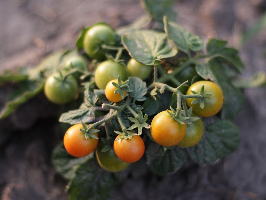 tomates cerises.jpg