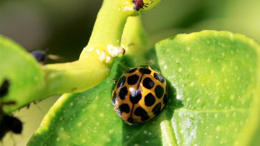 coccinel-puceron.jpg