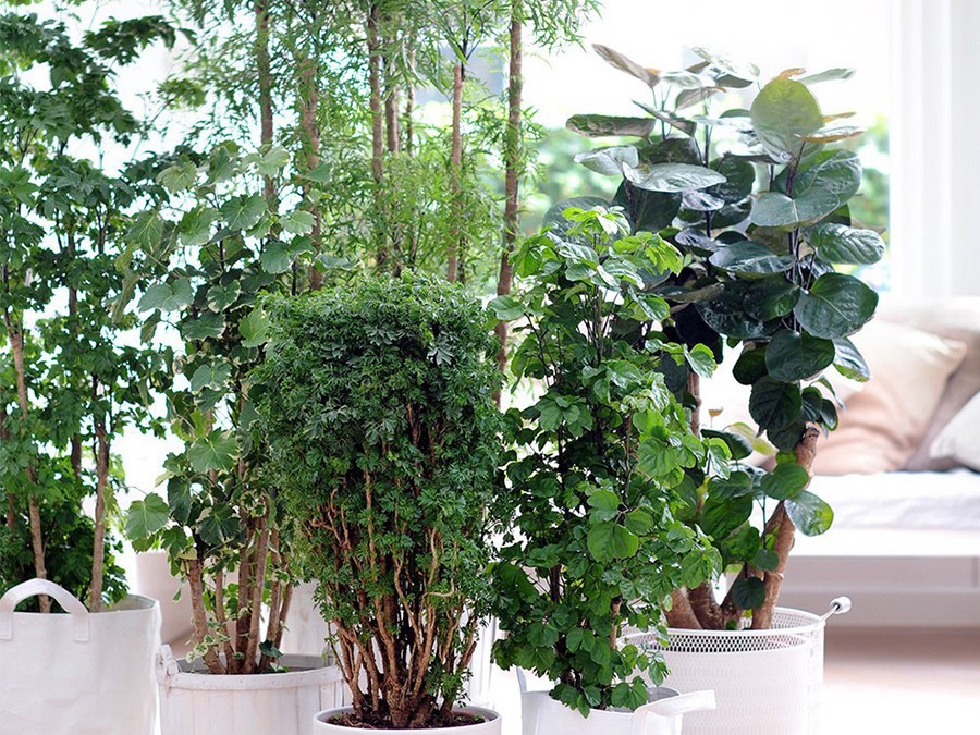 Prendre soin de ses plantes d'intérieur : conseil jardin Botanic - botanic®