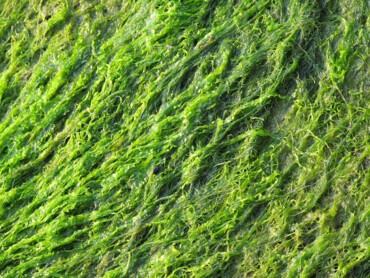 algue verte.jpg