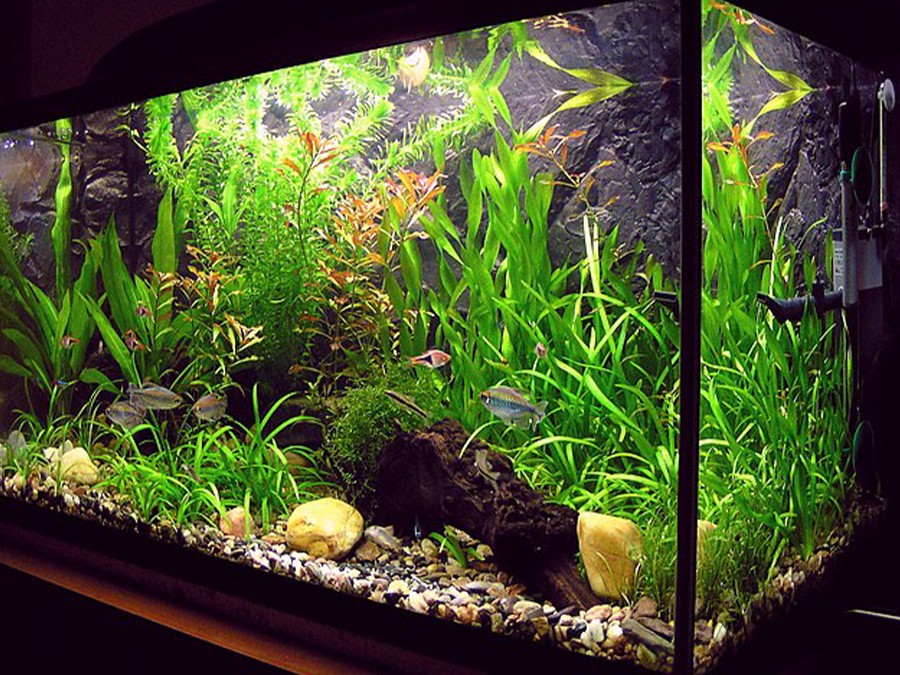 Graine de plante pour aquarium idée  Planted aquarium, Aquarium  décoration, Idée déco aquarium