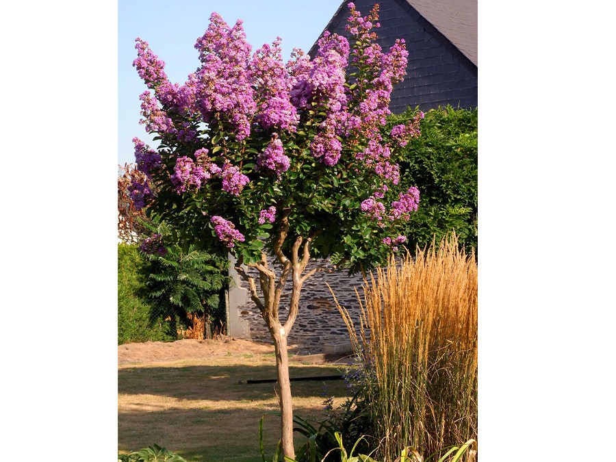 LAGERSTROEMIA indica LILAC GRAND SUD® 'Minla18' 12004-02.jpg