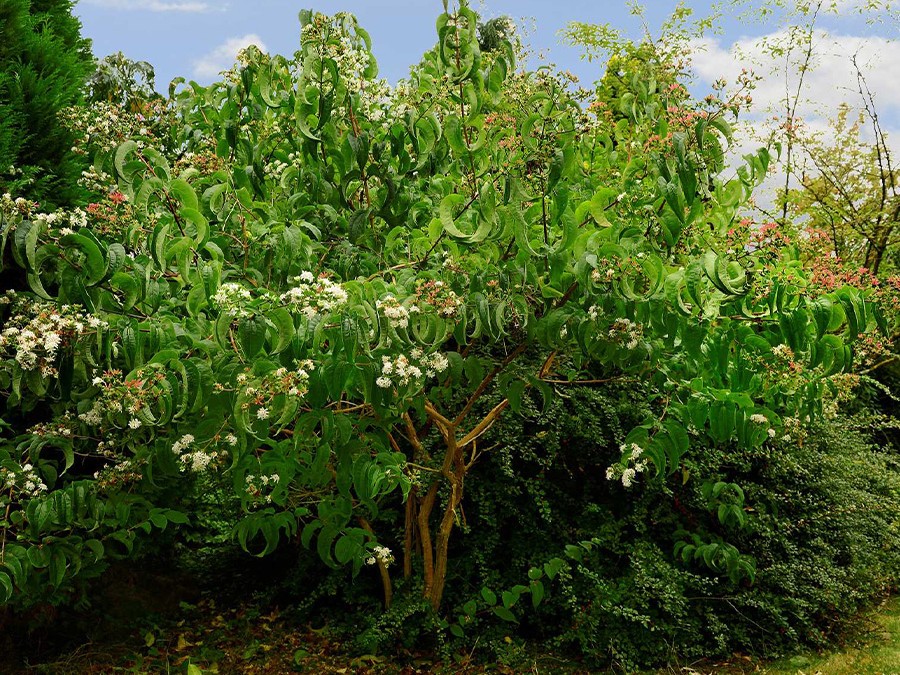 HEPTACODIUM miconioides TIANSHAN® 'Minhep'cov 10454-01.jpg