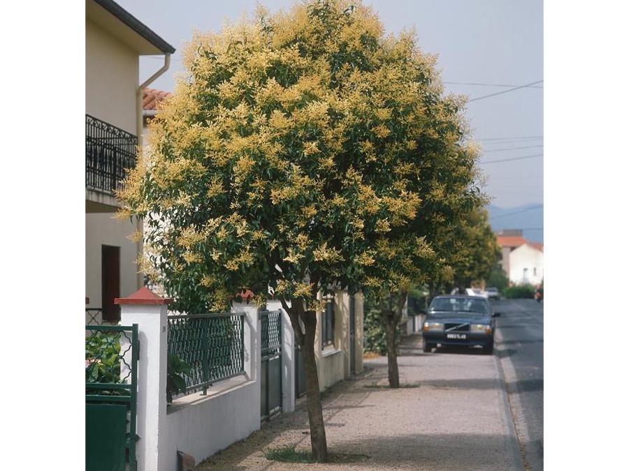 ligustrum_japonicum_2995.jpg