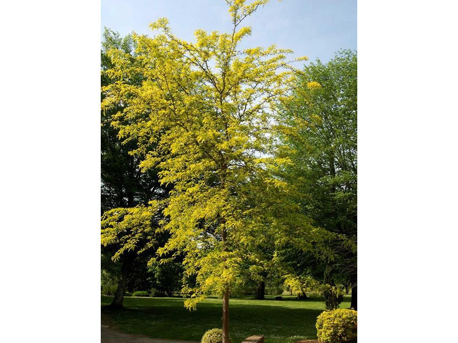 GLEDITSIA triacanthos SUNBURST 497-03.jpg