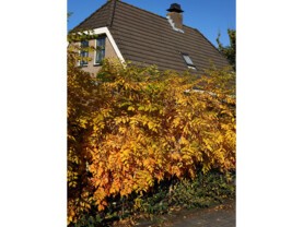 13_sel_koelreuteria_coral_sun_obt_automne.jpg