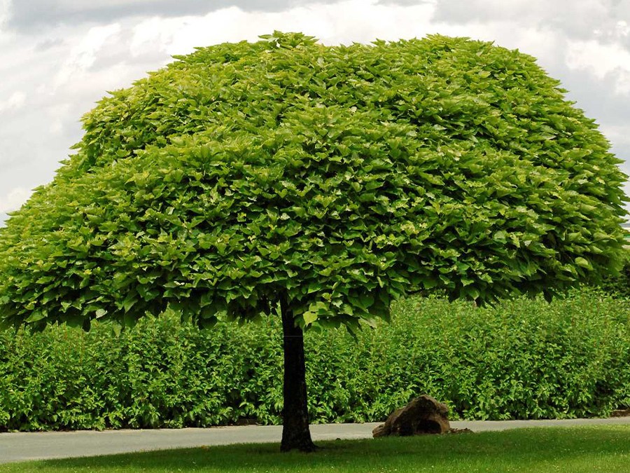 CATALPA bignonioides NANA 1216-01.jpg