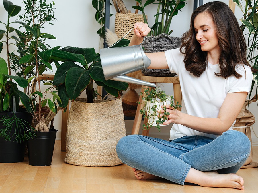 Système D'arrosage Automatique Gardant Les Plantes D'intérieur Hydratées