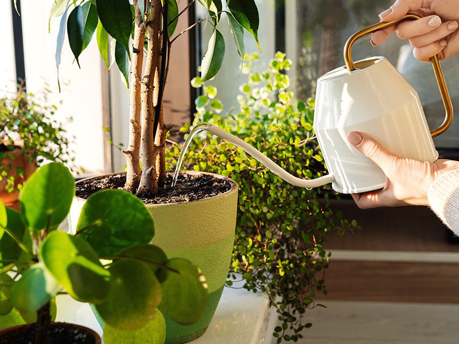 Comment arroser ses plantes quand on part en vacances pendant l'été ? Oyas,  plant-sitting et autres astuces