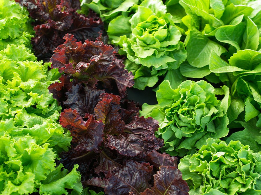 COMMENT S'ORGANISER POUR RÉCOLTER UNE SALADE PAR JOUR TOUT L'ÉTÉ ? 