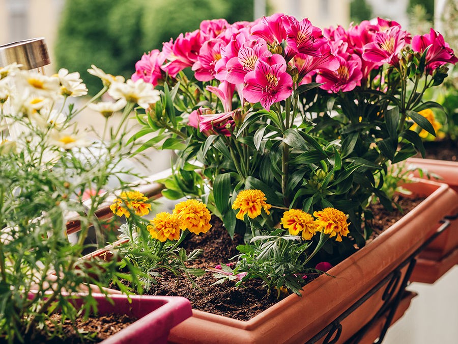 11 idées de jardinières pour fleurir mon balcon - Gamm vert