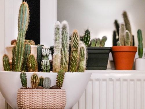 FAITES POUSSER DES CACTUS CHEZ VOUS