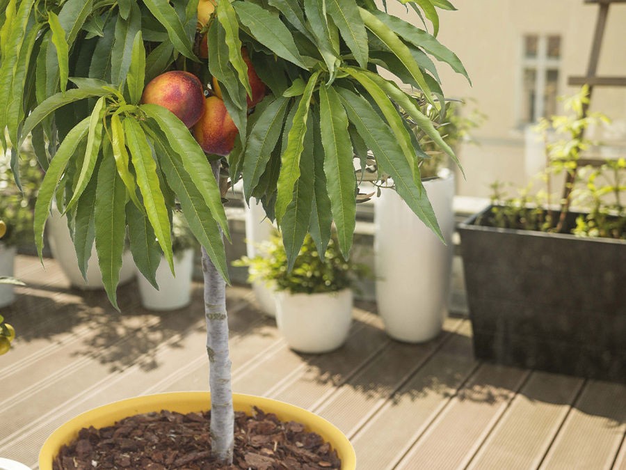 Plantation d'un arbre fruitier acheté en conteneur