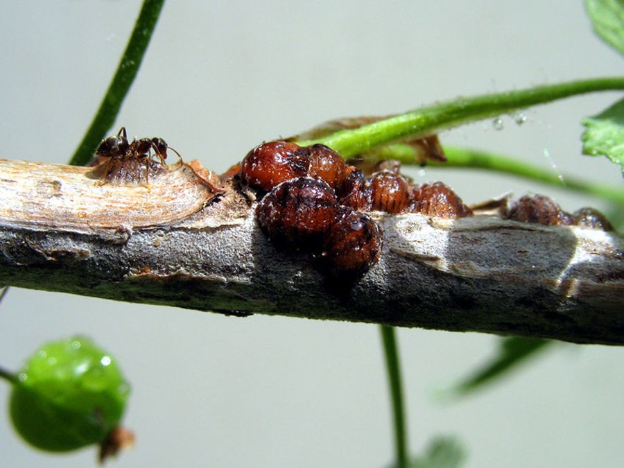 Comment se débarrasser des cochenilles ?